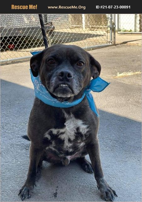 ADOPT 21072300091 ~ Pug Rescue ~ Grants Pass, OR