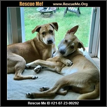 - New York German Shepherd Rescue - ADOPTIONS - Rescue Me!