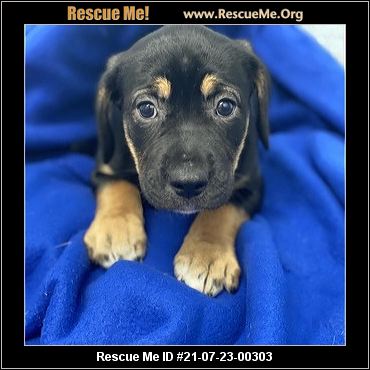 - Connecticut Dog Rescue - ADOPTIONS - Rescue Me!