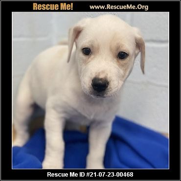 - Connecticut Dog Rescue - ADOPTIONS - Rescue Me!