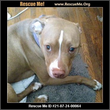 - Ohio Pit Bull Rescue - ADOPTIONS - Rescue Me!