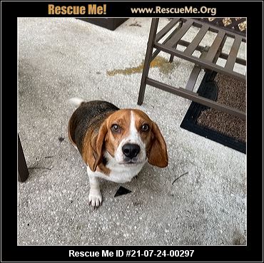 - Georgia Beagle Rescue - ADOPTIONS - Rescue Me!