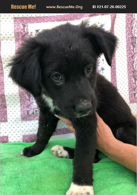 ADOPT 21072600225 ~ Collie Rescue ~ Santa Teresa, NM