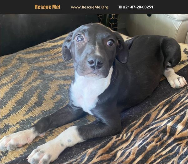 ADOPT 21072800251 ~ Lab Rescue ~ Phoenix, AZ
