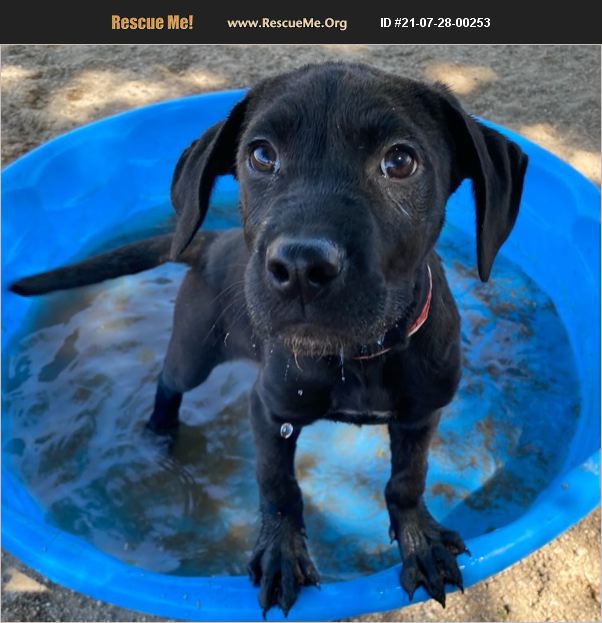 ADOPT 21072800253 ~ Lab Rescue ~ Phoenix, AZ
