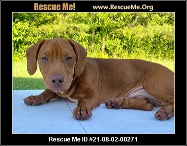 - Mississippi Dachshund Rescue - ADOPTIONS - Rescue Me!