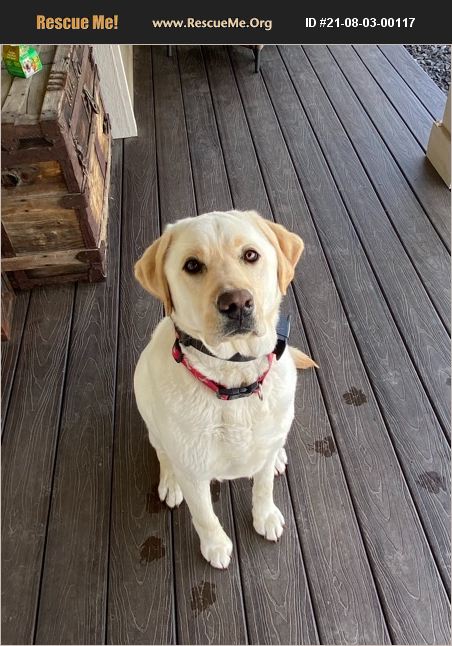 ADOPT 21080300117 ~ Lab Rescue ~ Moses lake, WA