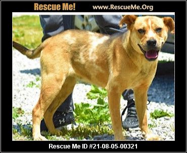 - Connecticut Dog Rescue - ADOPTIONS - Rescue Me!