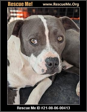 - New Mexico Dog Rescue - ADOPTIONS - Rescue Me!