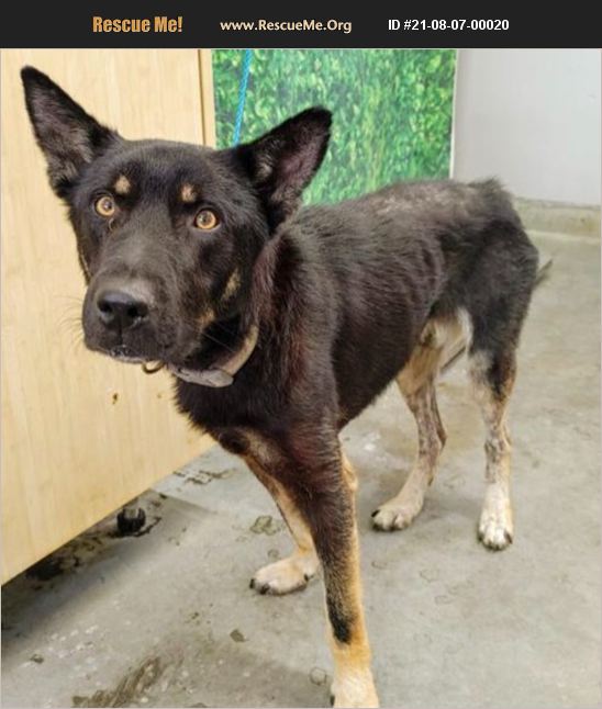 ADOPT 21080700020 ~ German Shepherd Rescue ~ CAMARILLO, CA