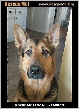 - Michigan German Shepherd Rescue - ADOPTIONS - Rescue Me!