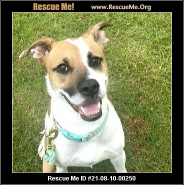 - North Carolina Jack Russell Rescue - ADOPTIONS - Rescue Me!