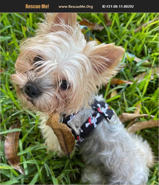 ADOPT 21081100292 ~ Yorkie Rescue ~ Fort Myers Beach, FL