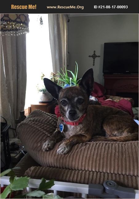 ADOPT 21081700093 ~ Chihuahua Rescue ~ Wilmington, NC
