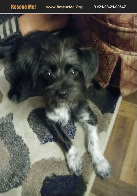 ADOPT 21082100347 ~ Skye Terrier Rescue ~ Santa Teresa, NM