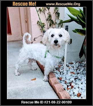 - Florida Maltese Rescue - ADOPTIONS - Rescue Me!