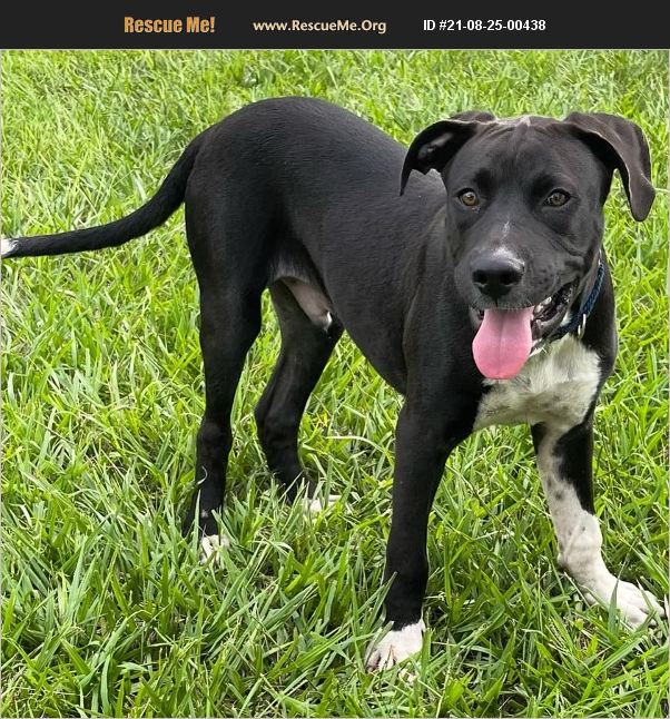 ADOPT 21082500438 ~ Great Dane Rescue ~ Plant City, FL