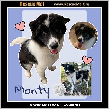 - Texas Australian Shepherd Rescue - ADOPTIONS - Rescue Me!