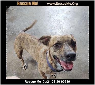 - New Mexico Dog Rescue - ADOPTIONS - Rescue Me!