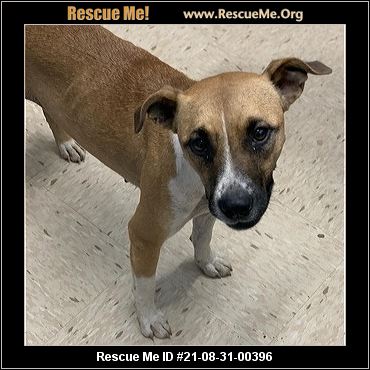 - Connecticut Dog Rescue - ADOPTIONS - Rescue Me!