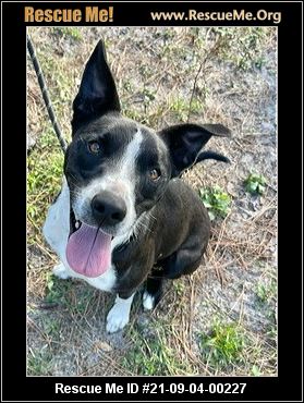 - Florida Border Collie Rescue - ADOPTIONS - Rescue Me!