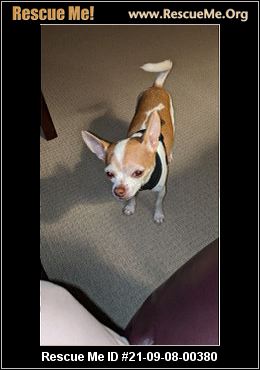 - North Carolina Chihuahua Rescue - ADOPTIONS - Rescue Me!