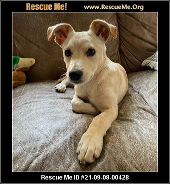 - California Chihuahua Rescue - ADOPTIONS - Rescue Me!