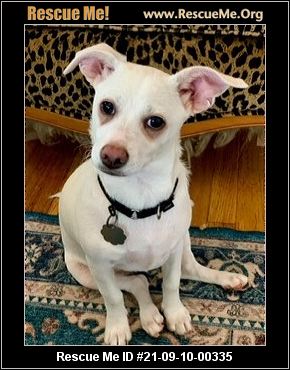 - California Chihuahua Rescue - ADOPTIONS - Rescue Me!