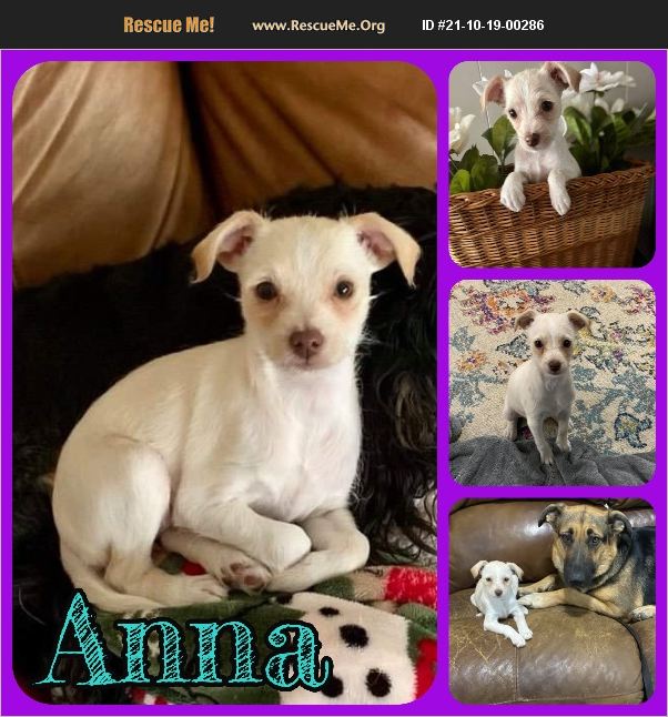 ADOPT 21101900286 ~ Chihuahua Rescue ~ Ft Worth , TX