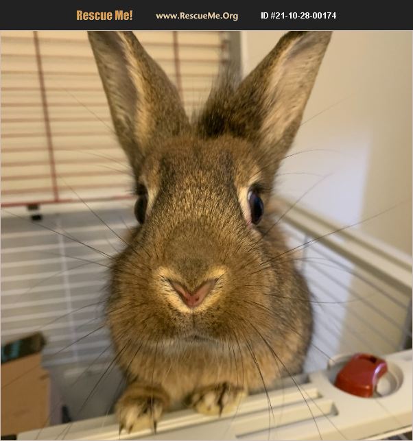 ADOPT 21102800174 ~ Rabbit Rescue ~ Concord, NC