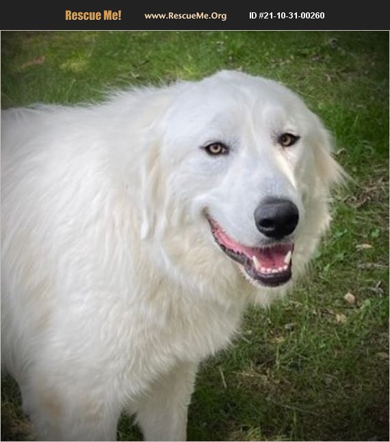 ADOPT 21103100260 ~ Great Pyrenees Rescue ~ Pittsburgh,, PA