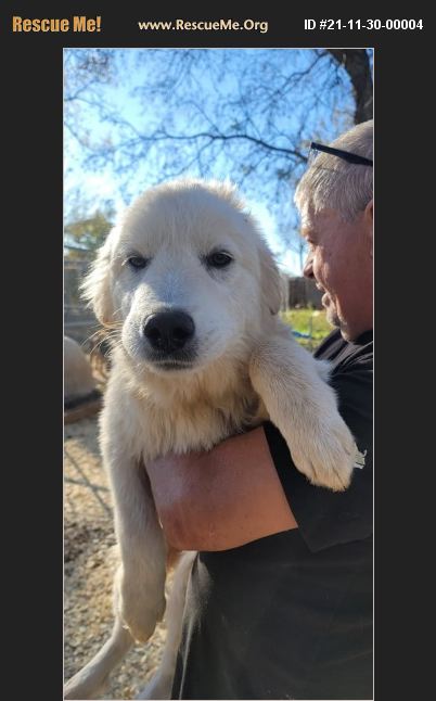 ADOPT 21113000004 ~ Great Pyrenees Rescue ~ Seattle, WA