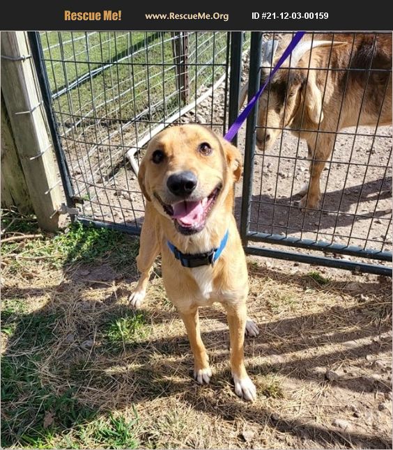 ADOPT 21120300159 ~ Lab Rescue ~ Lynnwood, WA