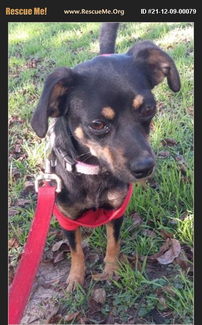 ADOPT 21120900079 ~ Chihuahua Rescue ~ San Antonio, TX