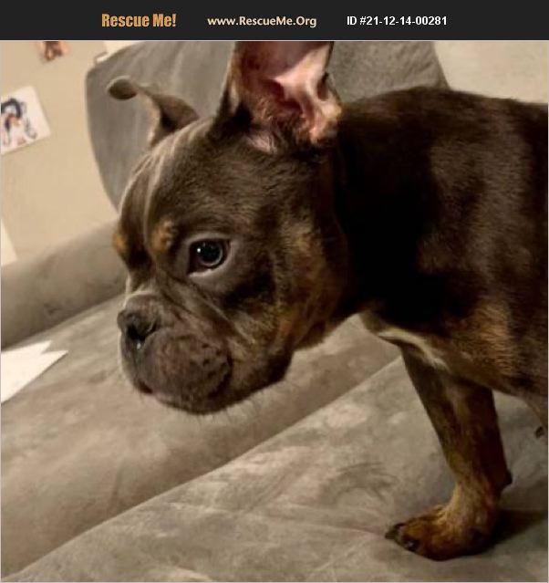 ADOPT 21121400281 ~ French Bulldog Rescue ~ Orlando, FL