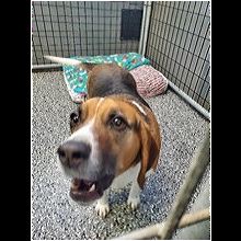 Providence, RI - Dachshund/Beagle. Meet Alaric KL in MS a Pet for Adoption  - AdoptaPet.com