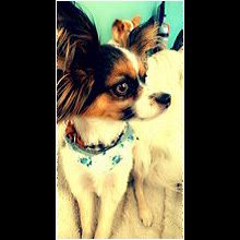 Papillon Dog Utah