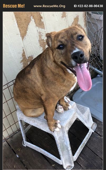 ADOPT 22020800438 ~ Boxer Rescue ~ Milner, GA