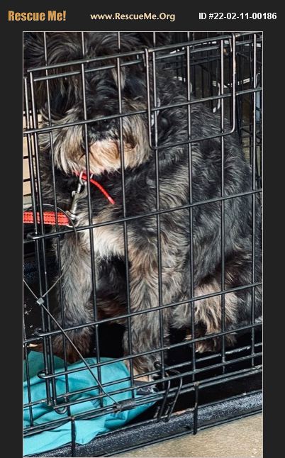 ADOPT 22021100186 ~ Schnauzer Rescue ~ Rustburg, VA