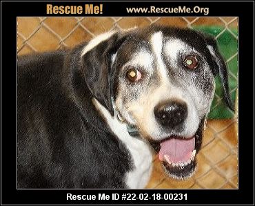 Missouri Rescue - Missouri Dog Rescue - ADOPTIONS - Rescue Me!