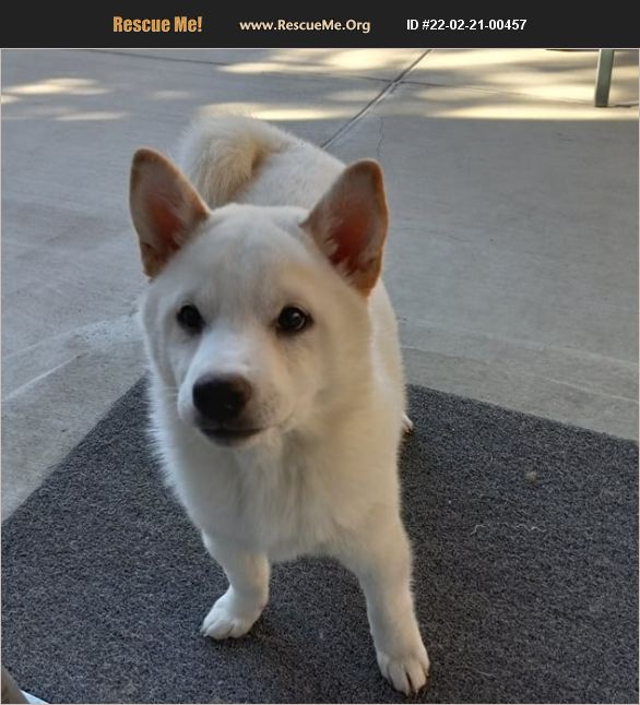 ADOPT 22022100457 ~ Shiba Inu Rescue ~ Parker, CO