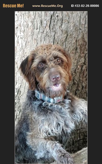 ADOPT 22022800086 ~ Wirehaired Pointing Griffon Rescue ~ New Smyrna ...