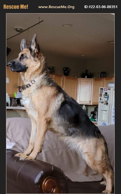 ADOPT 22030600351 ~ German Shepherd Rescue ~ Colorado Springs, CO