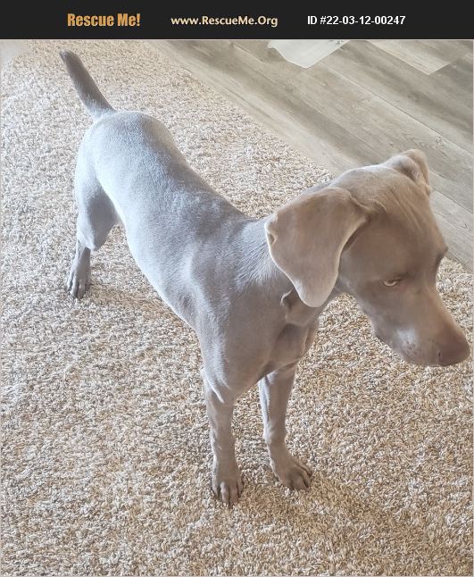 Wichita Kansas Rescue ADOPT 22031200247 ~ Weimaraner Rescue ~ Wichita, KS