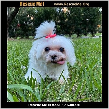 - Florida Maltese Rescue - ADOPTIONS - Rescue Me!