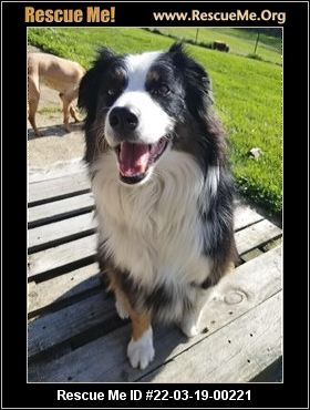 - Georgia Australian Shepherd Rescue - ADOPTIONS - Rescue Me!