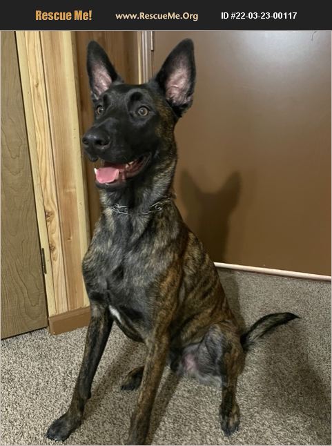 ADOPT 22032300117 ~ Belgian Malinois Rescue ~ Blairsville, GA