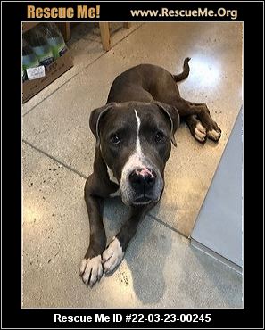 - California Great Dane Rescue - ADOPTIONS - Rescue Me!