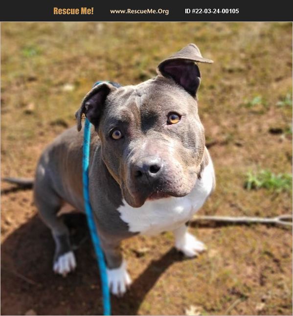 ADOPT 22032400105 ~ American Staffordshire Terrier Rescue ~ Grants Pass, OR