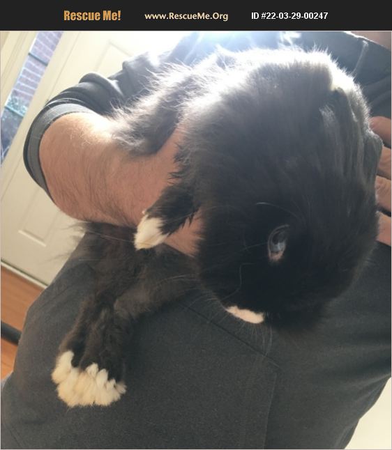 ADOPT 22032900247 ~ Rabbit Rescue ~ Sterrett, AL